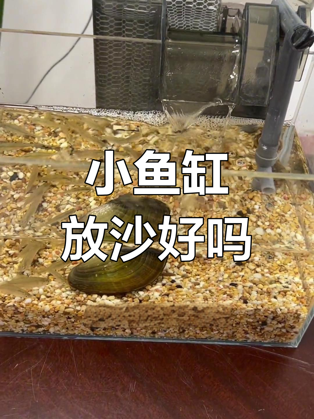 鱼缸沙子:利与弊解析