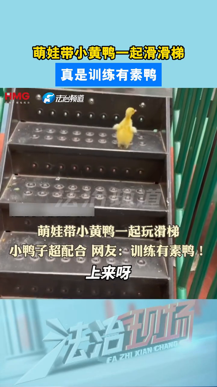 萌娃带小黄鸭一起滑滑梯 真是训练有素鸭