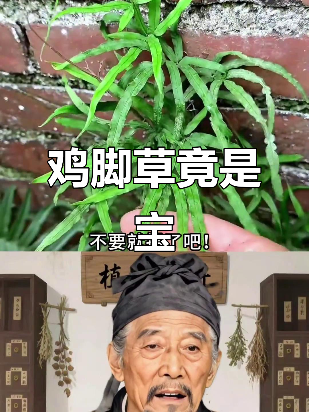 鸡脚草:看似杂草,实则深藏不露的宝贝