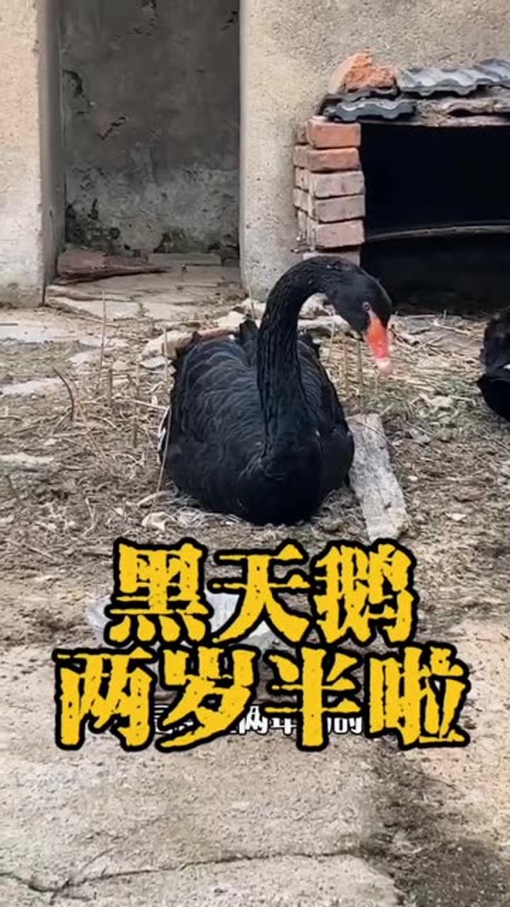 帮孵化的黑天鹅长大了,现在长啥样?