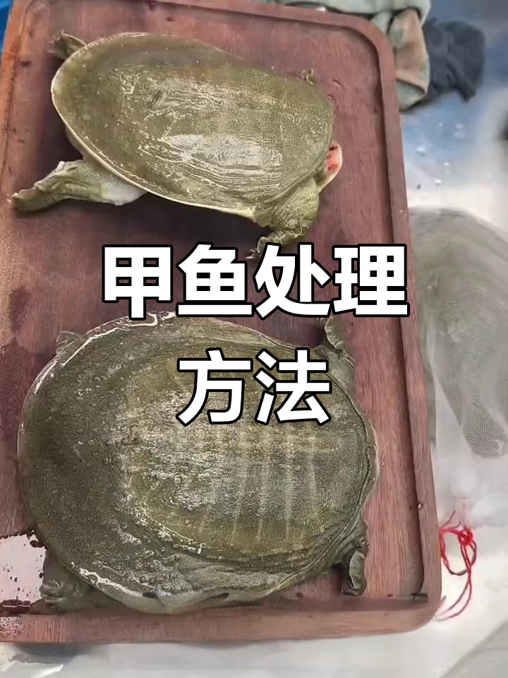 甲鱼宰杀技巧大揭秘,轻松去腥处理内脏