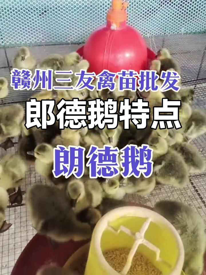 郎德鹅体型适中,生长迅速,肉质鲜美