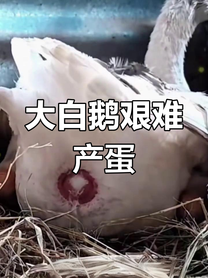 大白鹅生蛋,用力过猛竟然卡住了!