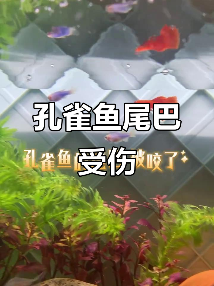 孔雀鱼尾巴被咬伤,心疼不已