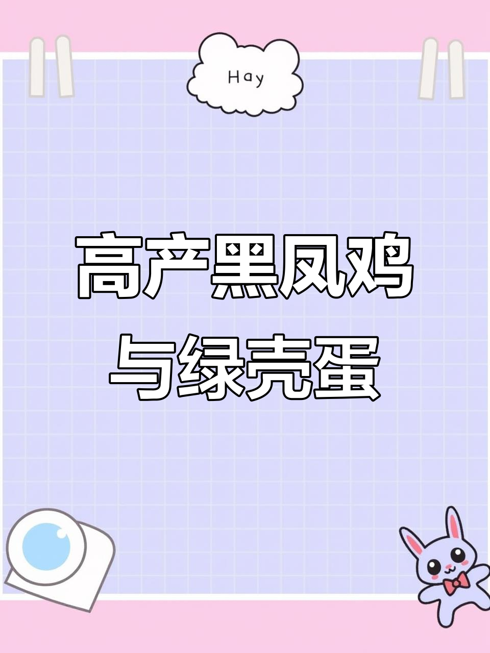 黑凤鸡产蛋率高,绿壳蛋美味营养