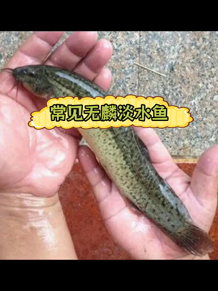 无鳞淡水鱼种类大揭秘
