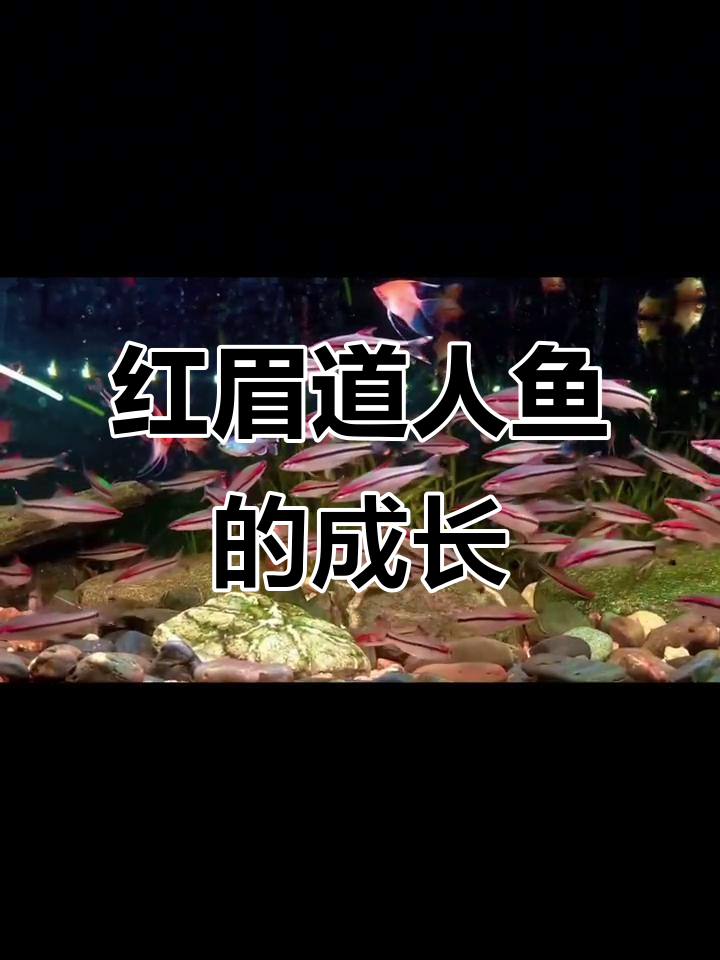 一眉道人鱼:从五厘米到十五厘米,红黑线条逐渐清晰