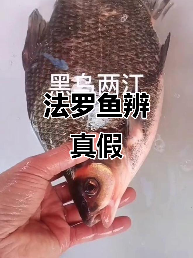 分辨法罗鱼与边环鱼的技巧,教你如何辨别真江鱼