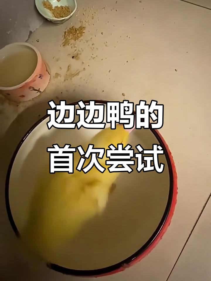 小鸭子的第一次吃鱼,竟然被大虾吓到逃跑!