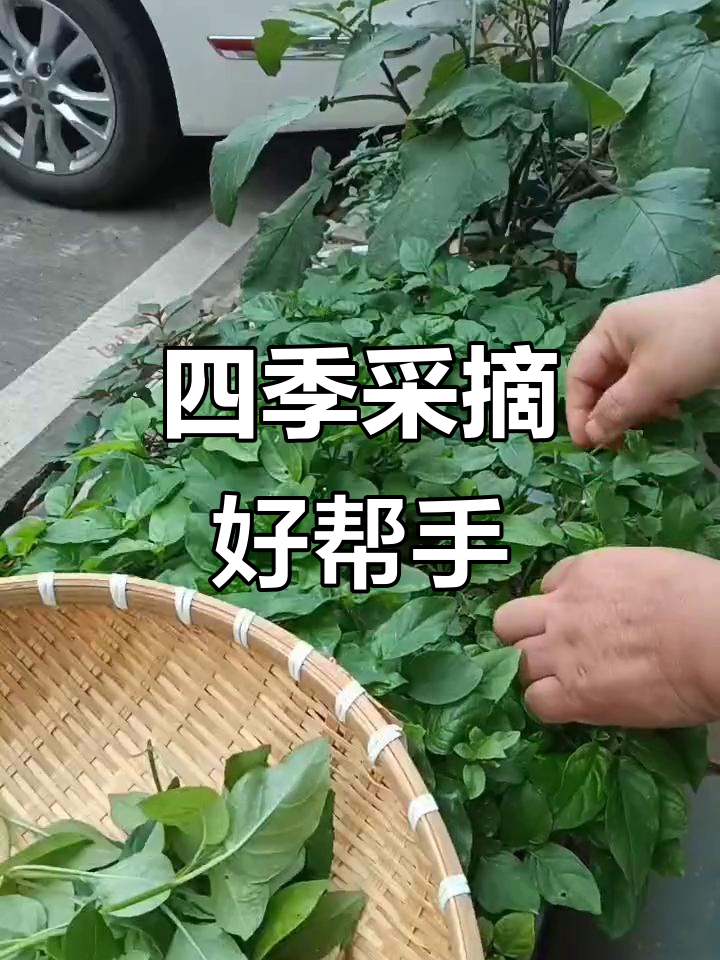 四季可采,生长旺盛,轻松养护,月月有收获