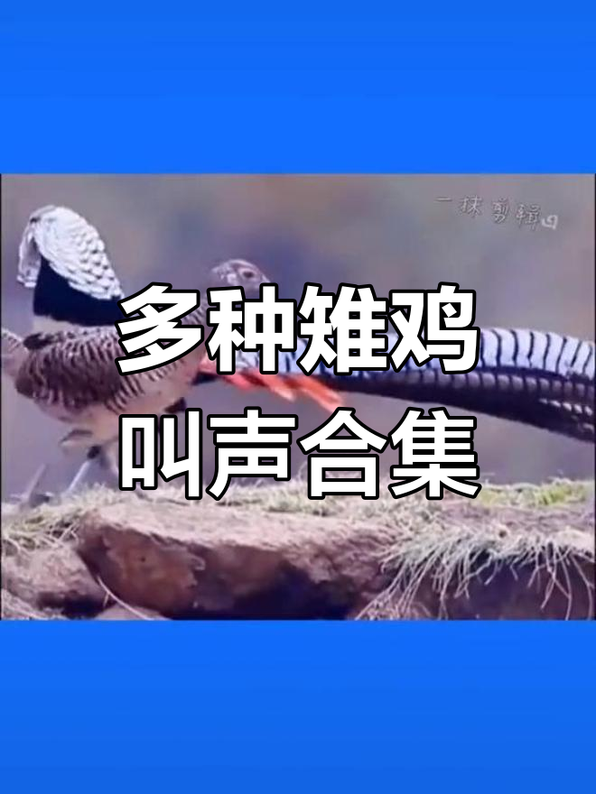 常见雉鸡叫声大集合,各种野鸡声音一网打尽
