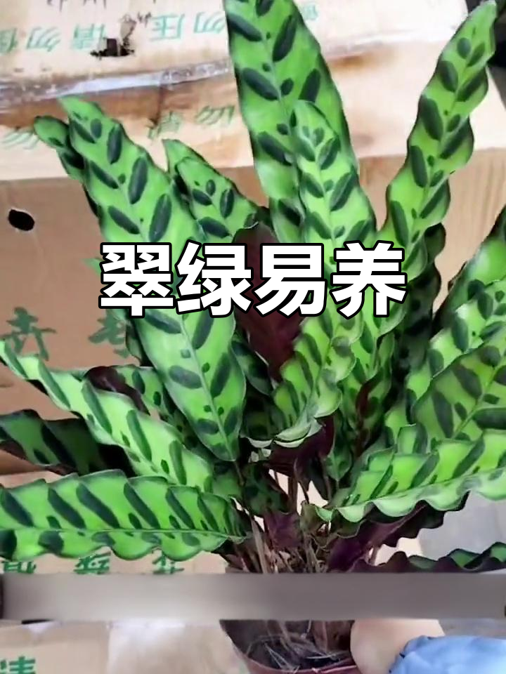 猫眼竹芋,水一浇就绿,寓意吉祥,轻松养护!