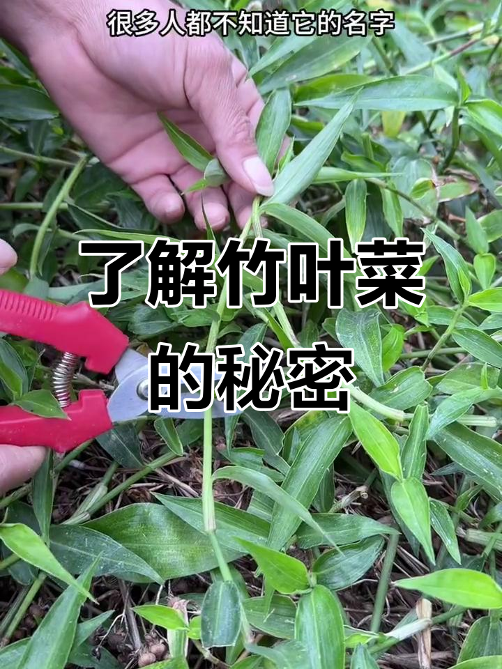农村常见竹叶菜，红绿茎杆让你惊艳！
