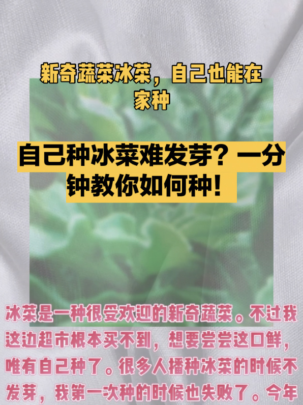 自己种冰菜种子难发芽?一分钟教会你如何种