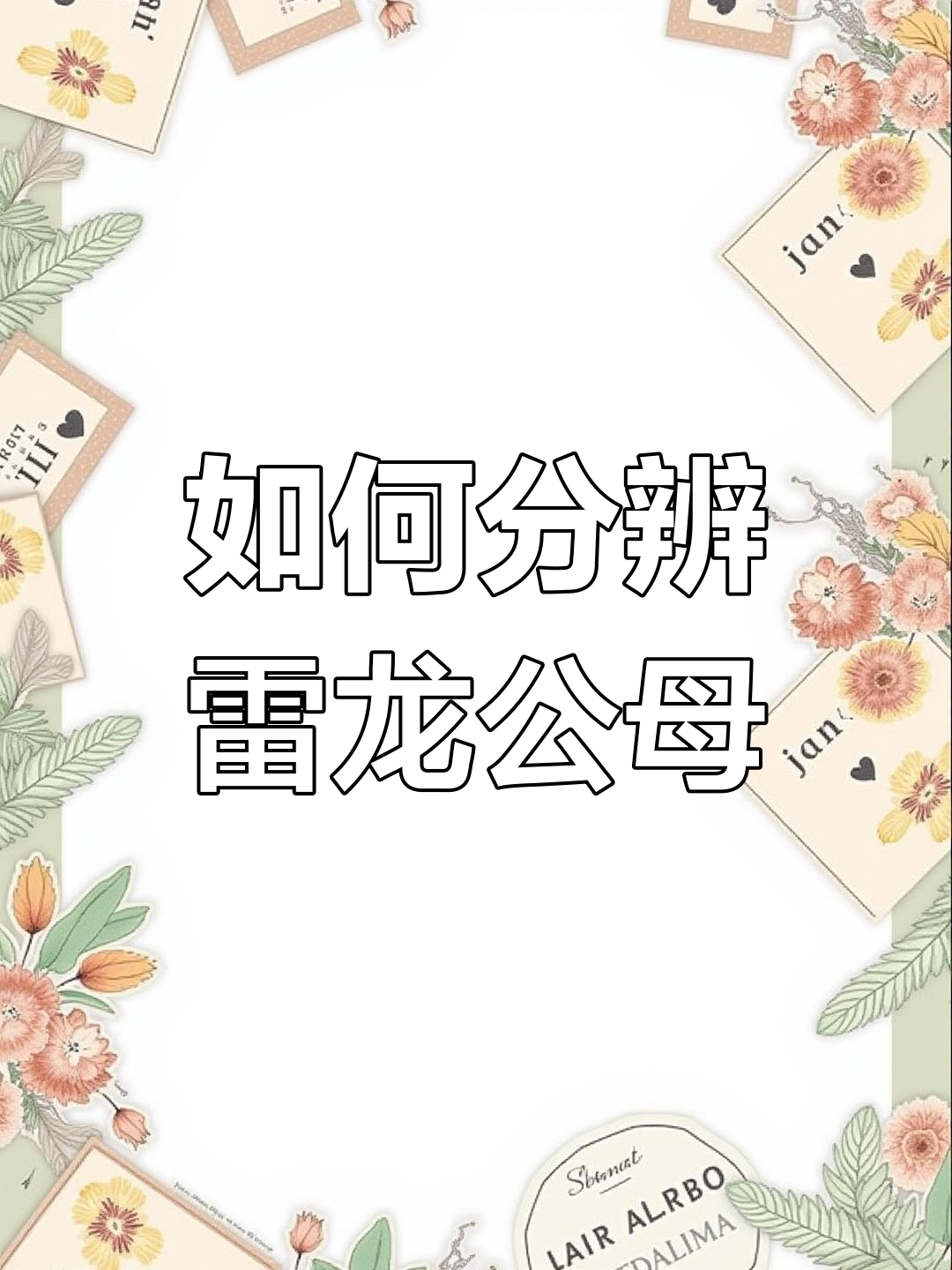 雷龙公母区分技巧,奶茶与巧克力对比解析