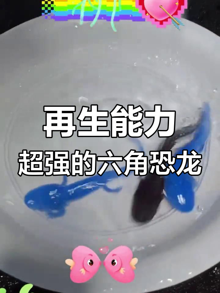 六角恐龙鱼:墨西哥的萌宠奇迹