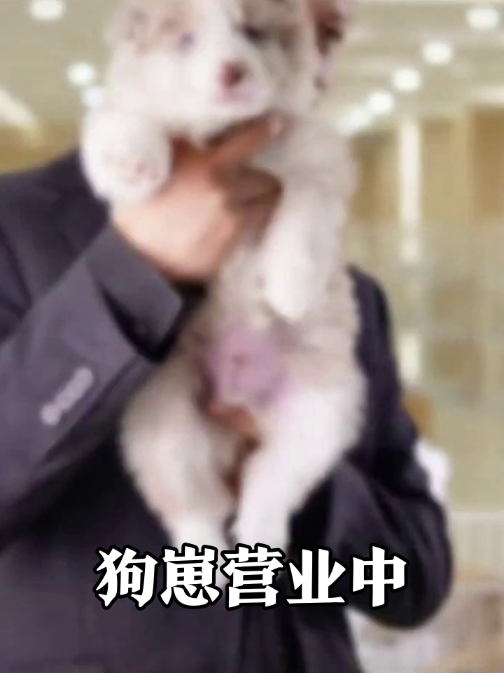 老板训话狗崽装乖,小白狗被拎秒变表情包