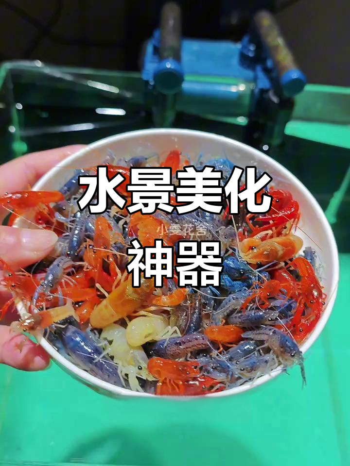 色彩斑斓的观赏虾,既美观又清洁水族箱,让景色更生动!