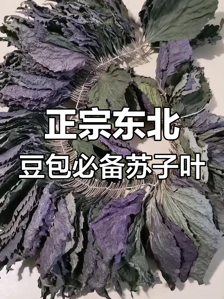 苏子叶的豆包才是正宗,东北人最爱这味儿