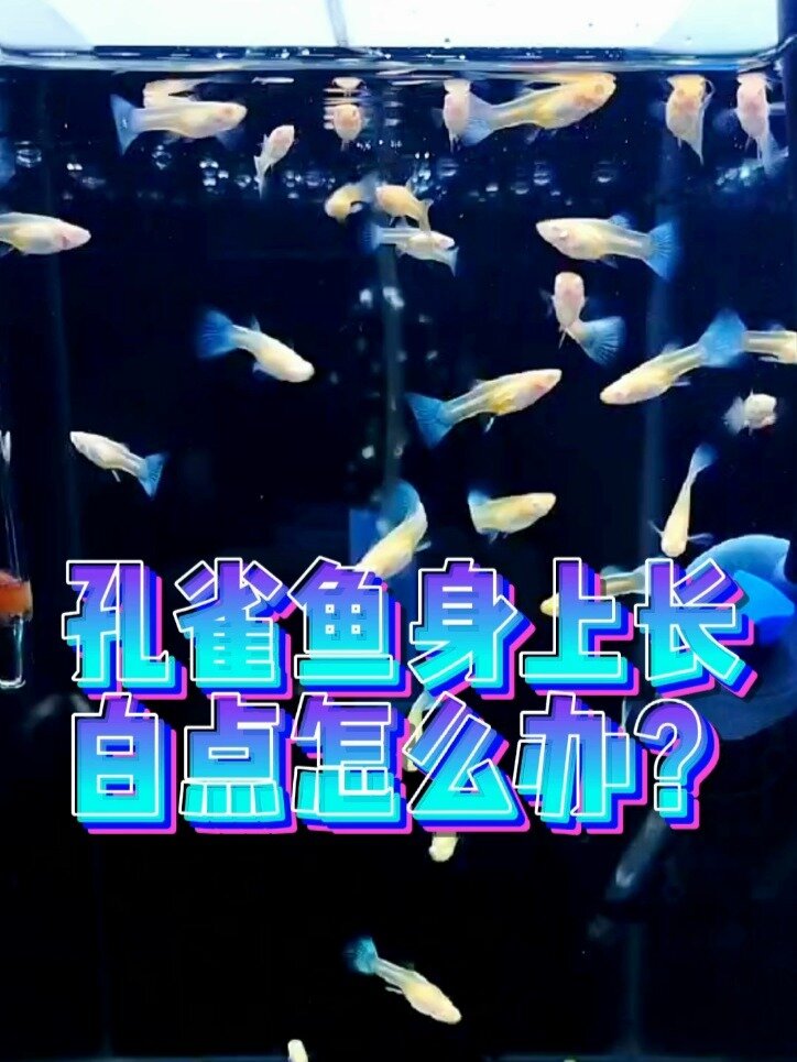 孔雀鱼身上长白点怎么办,一招搞定