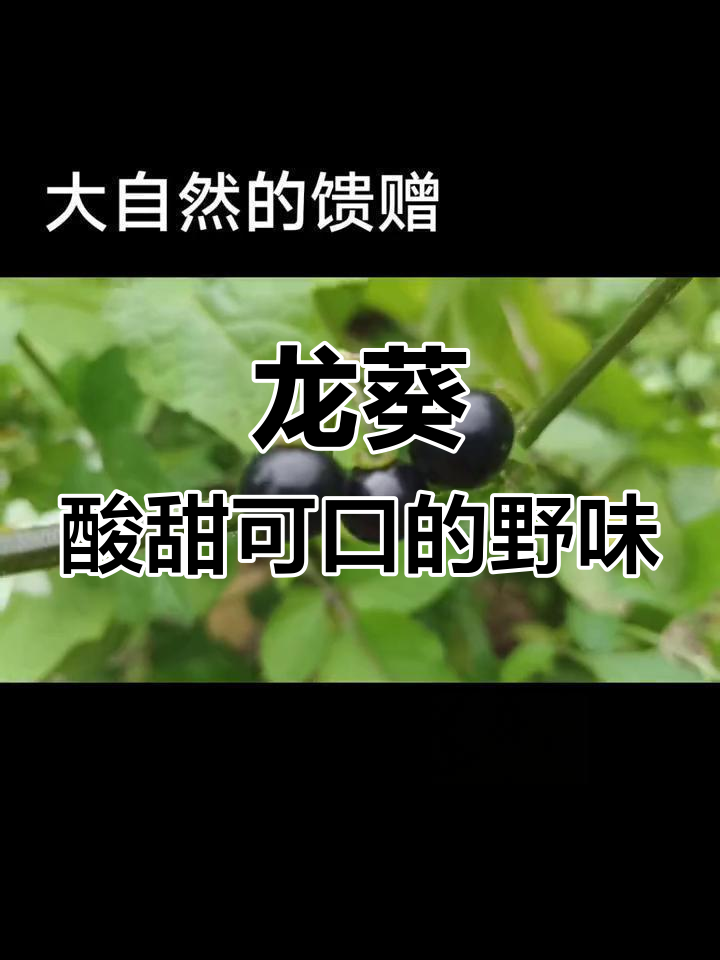 云南市场上的“白花苦菜”竟是家乡的龙葵