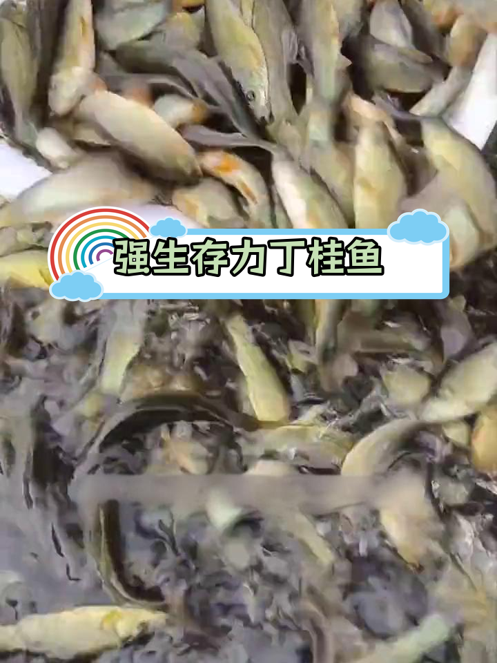 丁桂鱼:耐寒抗病,粗粮养殖