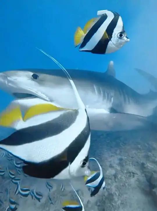 潜入深蓝，与鲨鱼共舞，斑斓小鱼环绕身旁，海底世界如此神秘而治愈