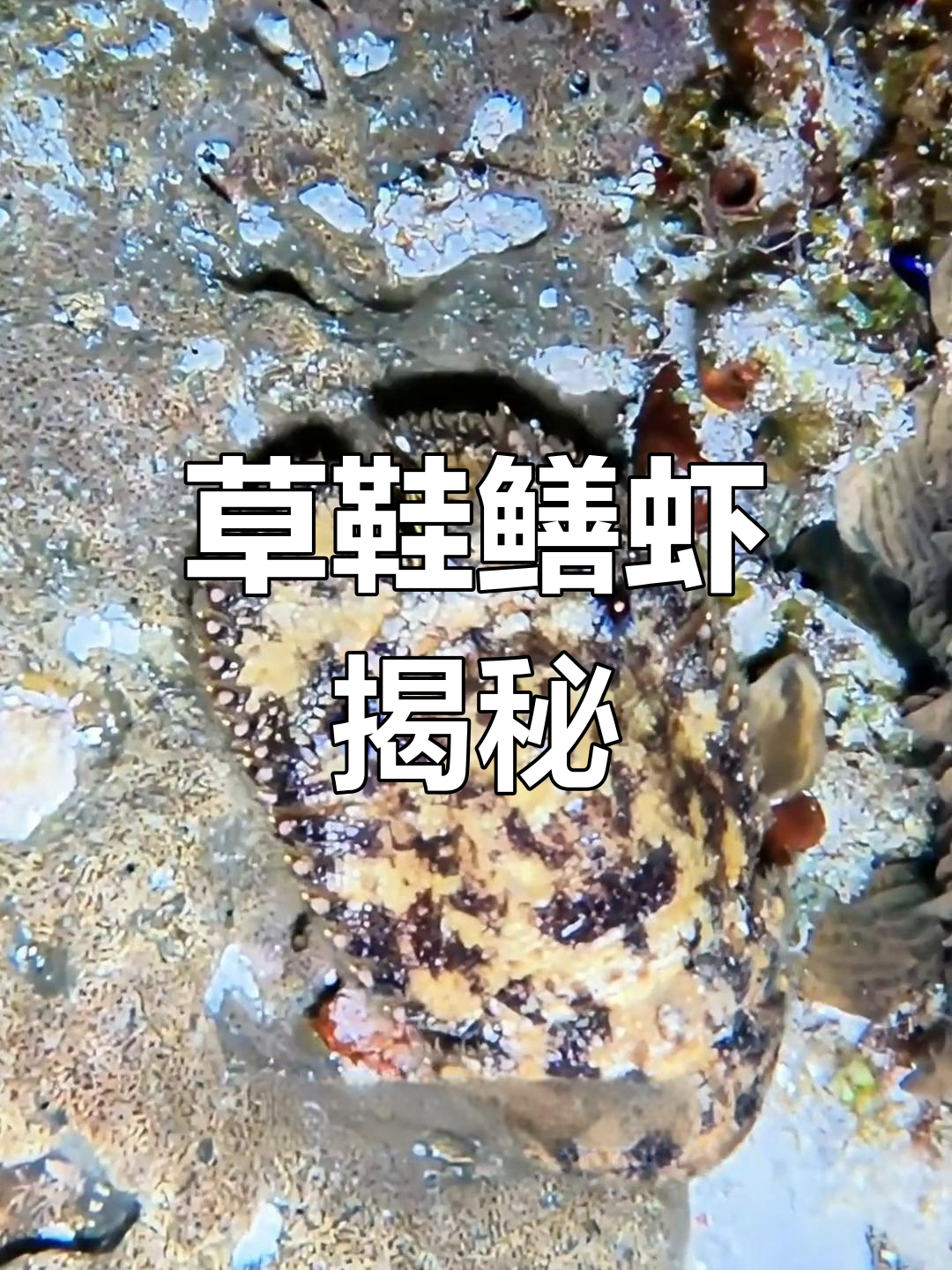 南海怪虾大揭秘:南极岩礁扇虾的秘密