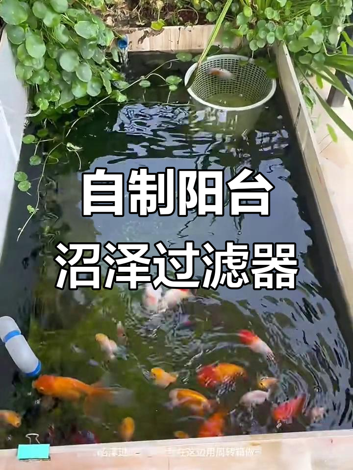 阳台鱼池沼泽过滤制作全攻略，DIY打造高效水质