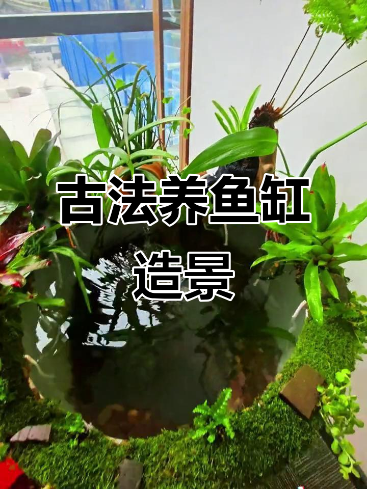 深圳古法养鱼缸造景,打造自然生态水草环境