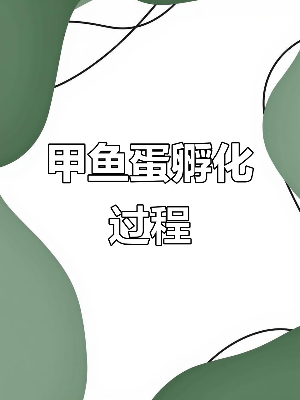 甲鱼蛋孵化记:商家送芝石,一周左右就能出壳