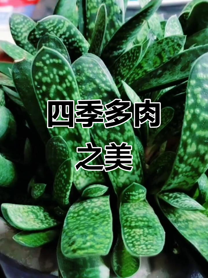 多肉子宝,四季常绿,优雅又易养,繁殖迅速