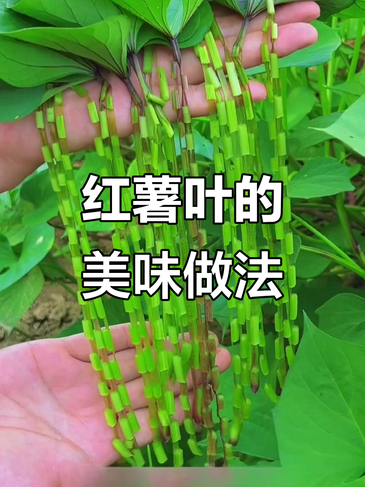 红薯叶的独特做法,包中加鸡蛋红糖煮出美味