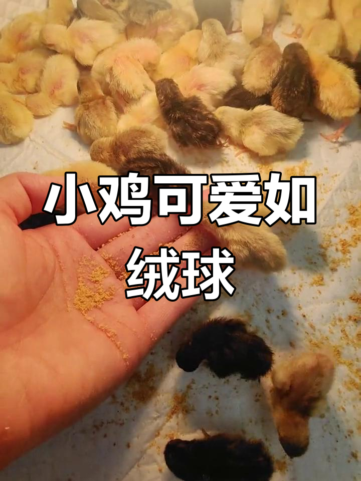 刚出生两天的小鸡,毛茸茸的像小绒球,萌态十足