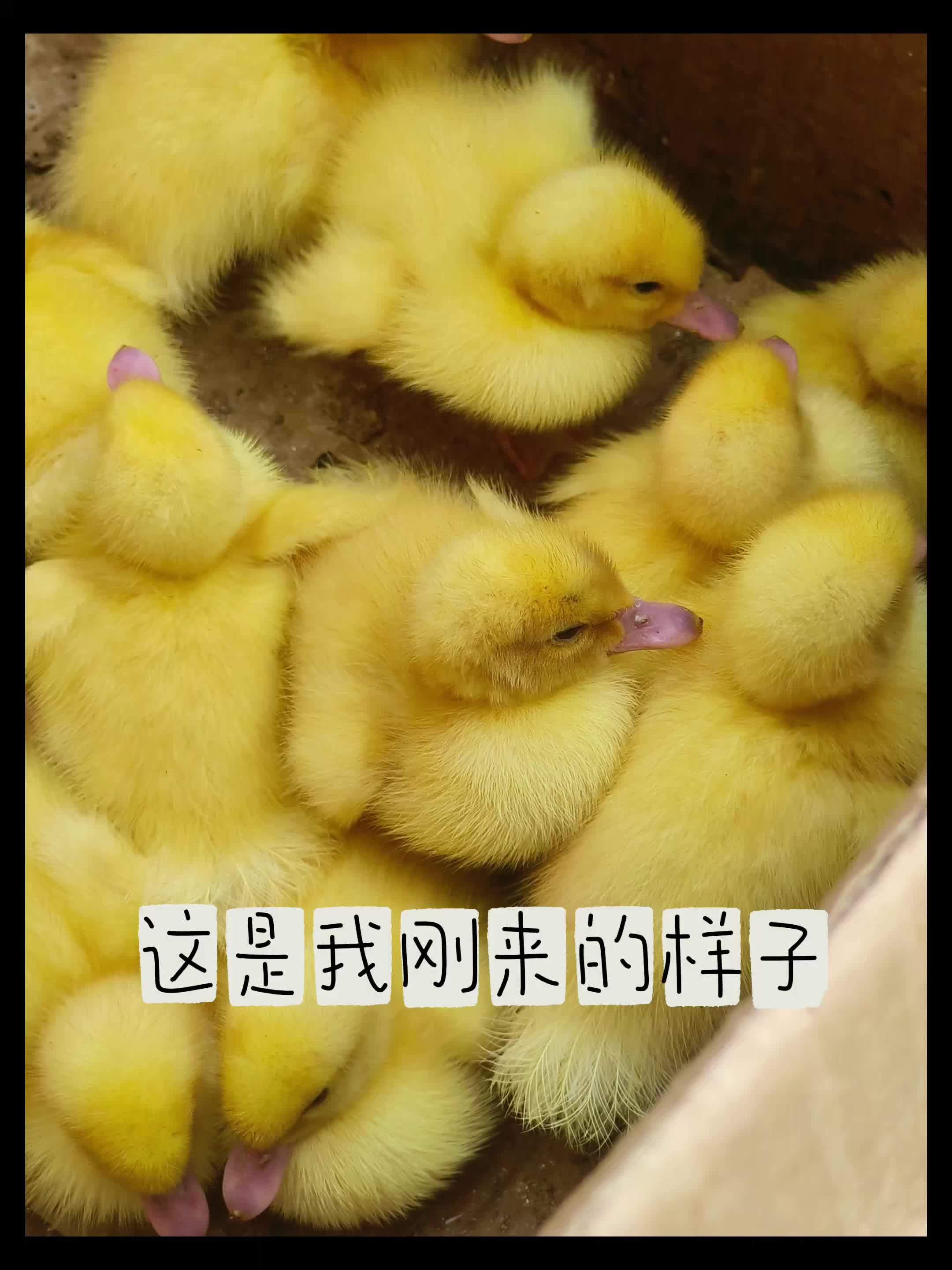 吃吃喝喝 赶快长大 #小黄鹅 #小鸭崽 #养鹅 #鸭子 #上热门