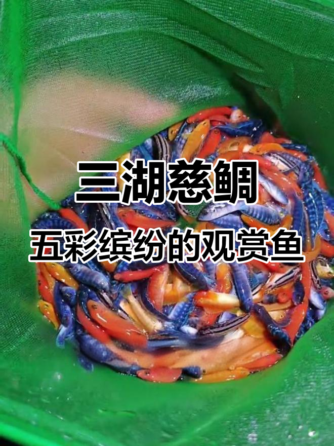 色彩斑斓的三湖慈鲷，让鱼缸焕发童话魅力