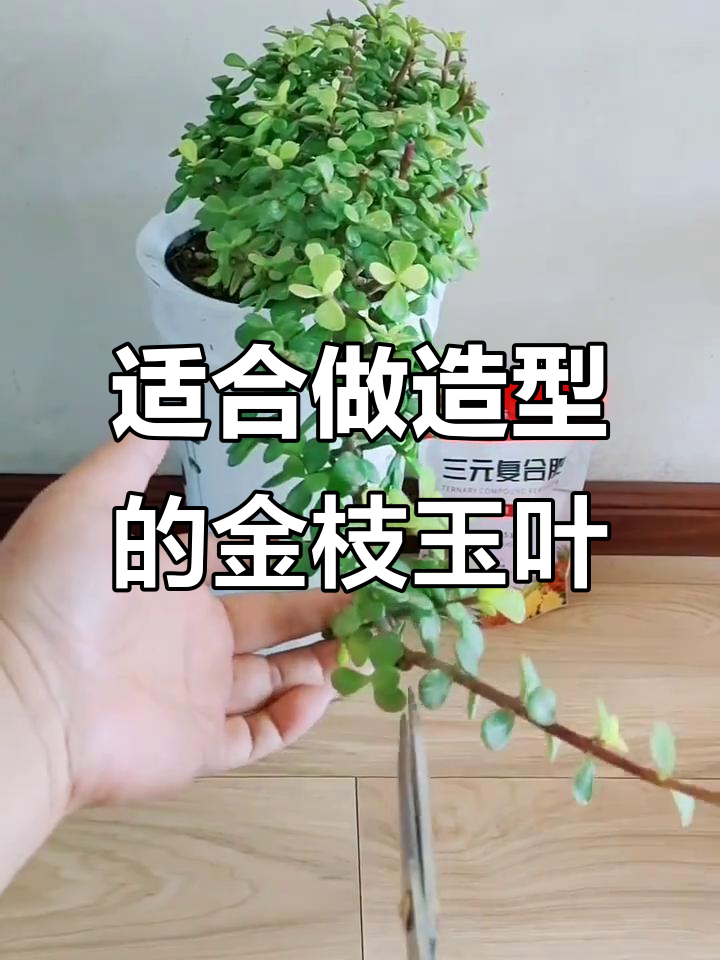 金枝玉叶悬崖桩造型,细高花盆搭配最合适