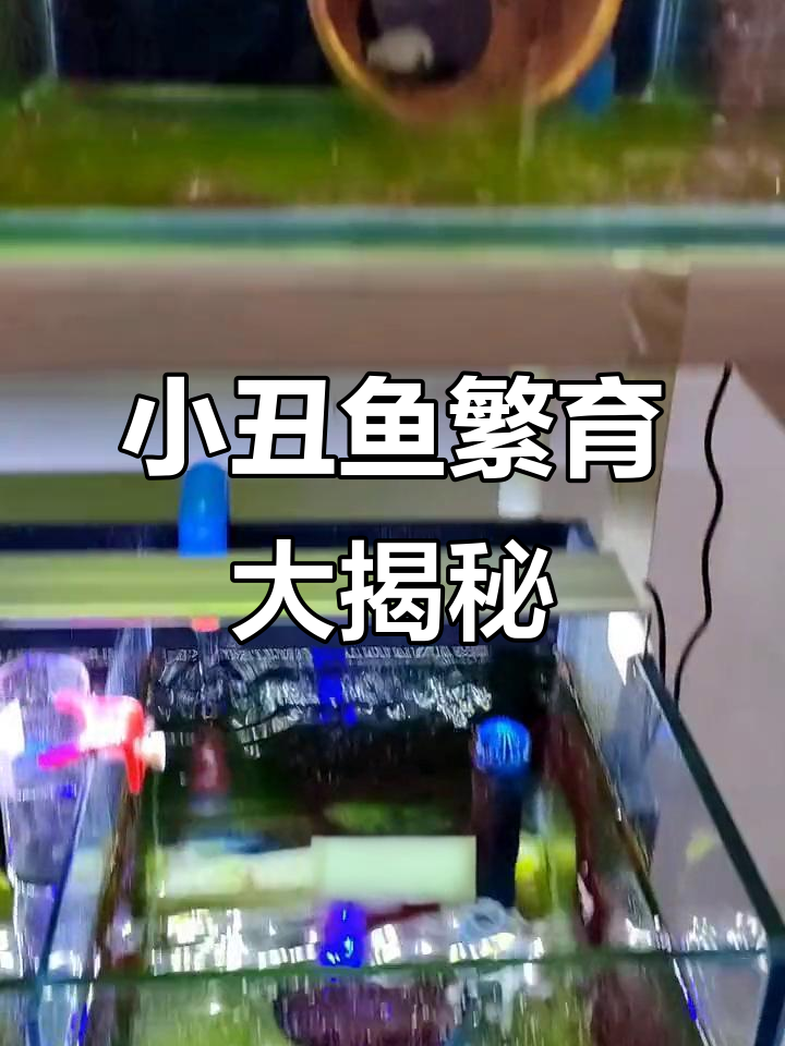 小丑鱼繁殖工作室的挑战与答卷
