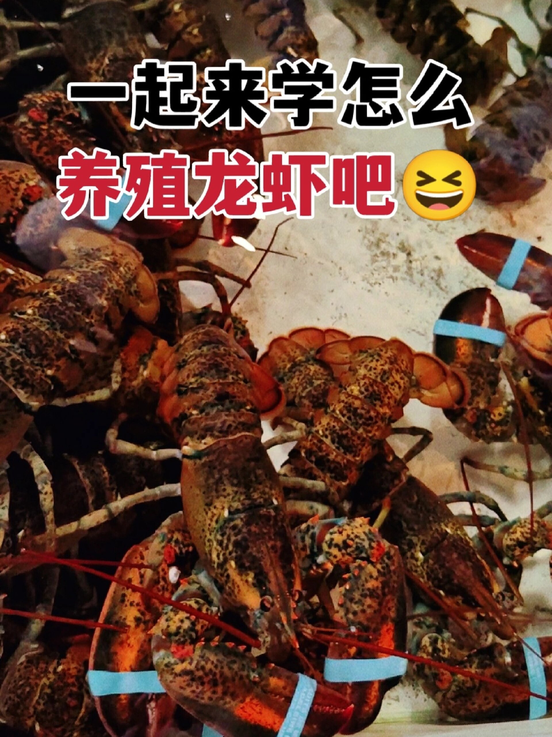 大胆公开怎么饲养龙虾