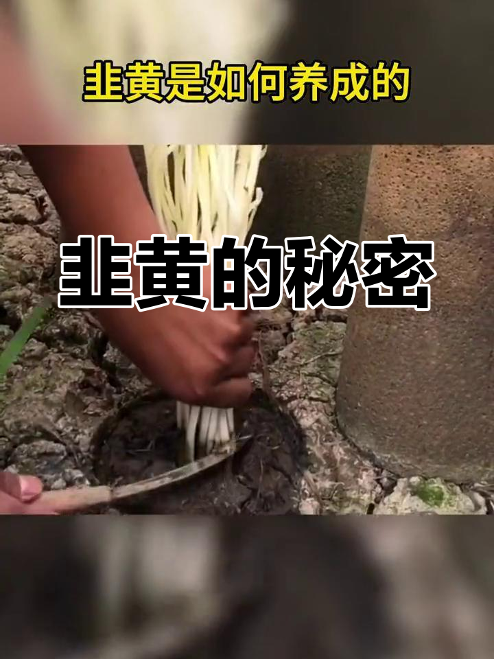 韭黄与韭菜的区别:如何在无光环境下变“贵”