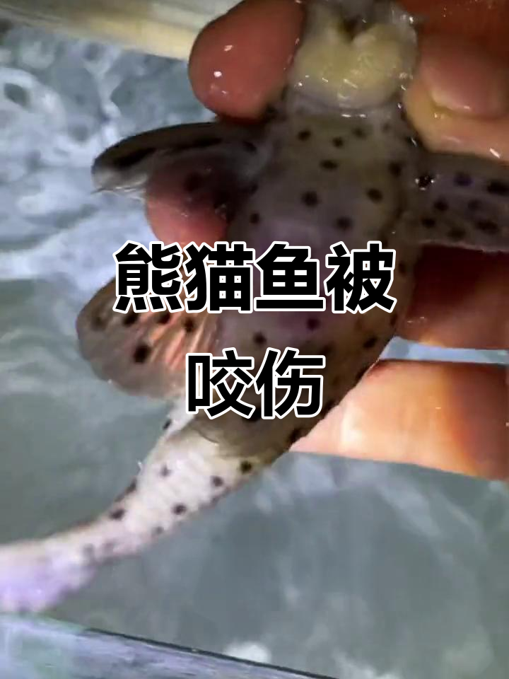 公母鱼交配受伤,熊猫鱼的悲惨遭遇