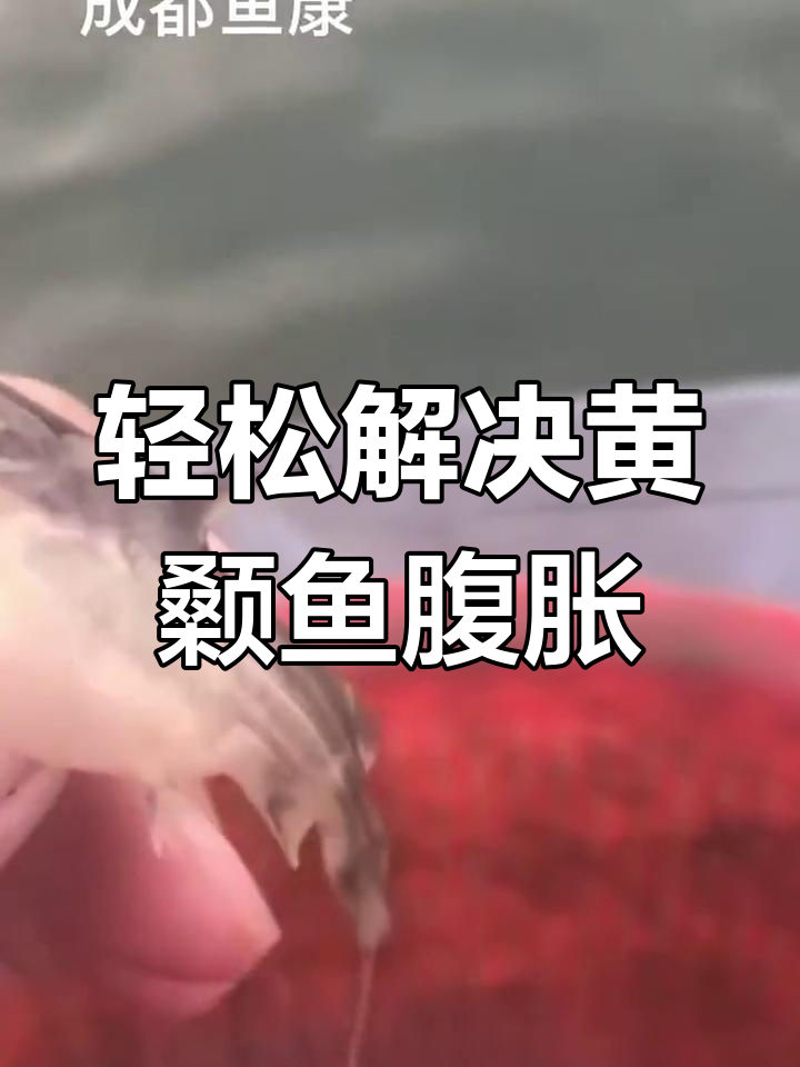 黄颡鱼大肚子处理技巧,简单又省钱