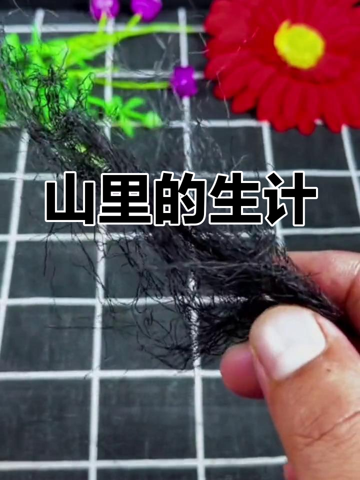 秋冬时节,山里捡头发菜,赚学费过好年