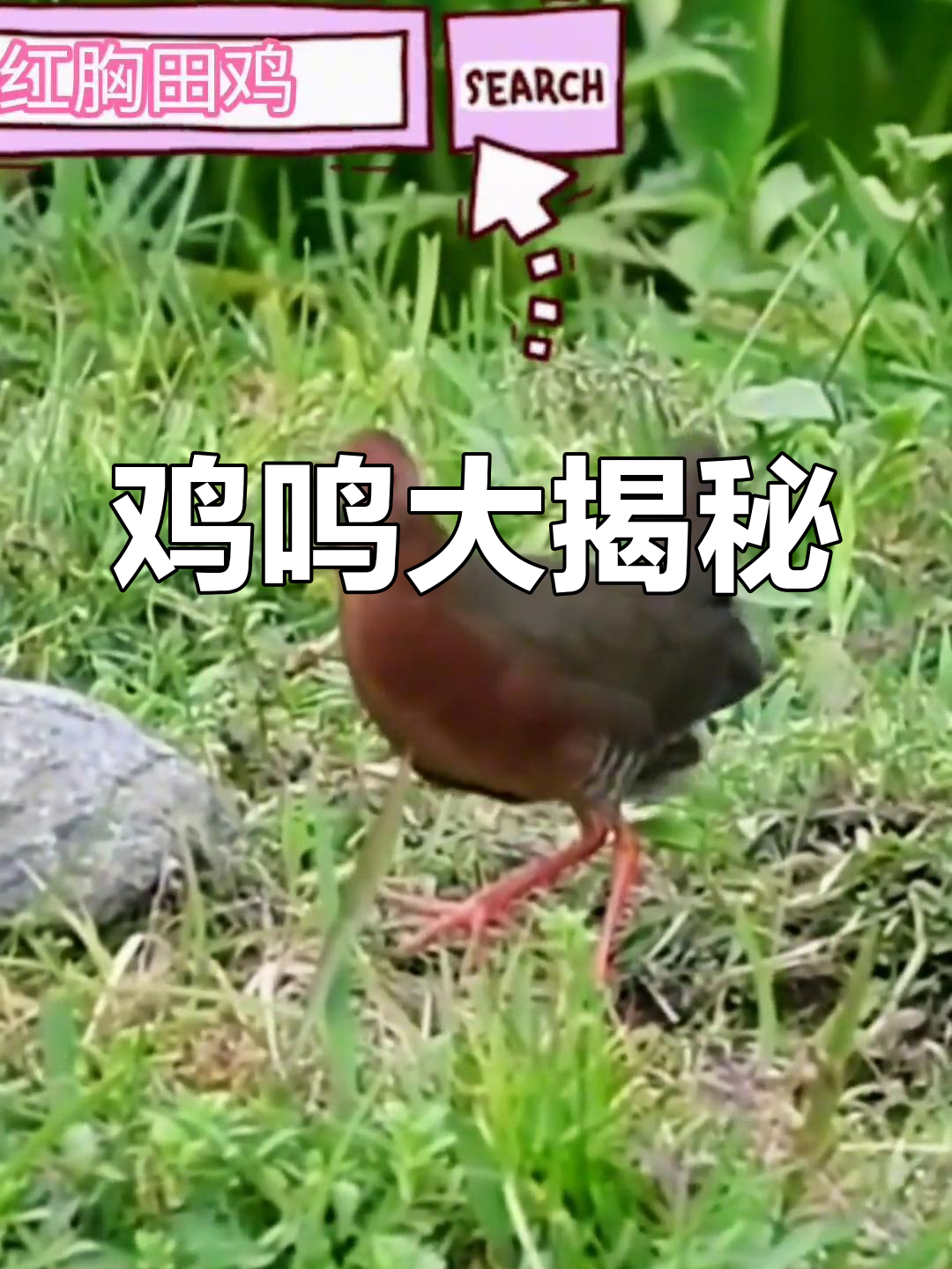 农村常见鸡叫声,你能认全吗?