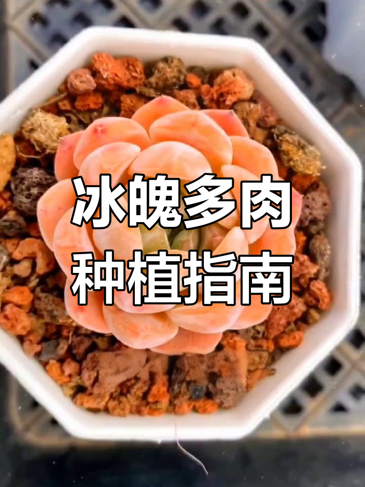 冰魄多肉养护技巧