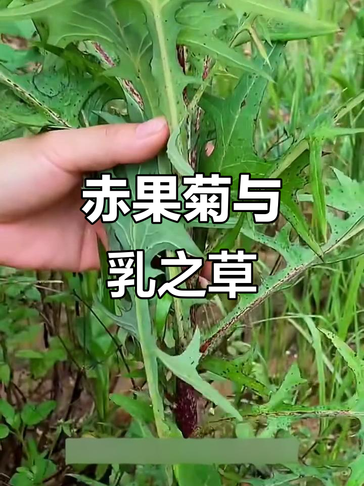 赤果菊:不是蒲公英,却有相似的叶子和汁液