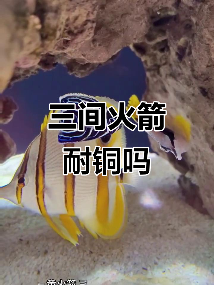 蝶鱼不耐铜药,三间火箭黄火箭如何正确用药?