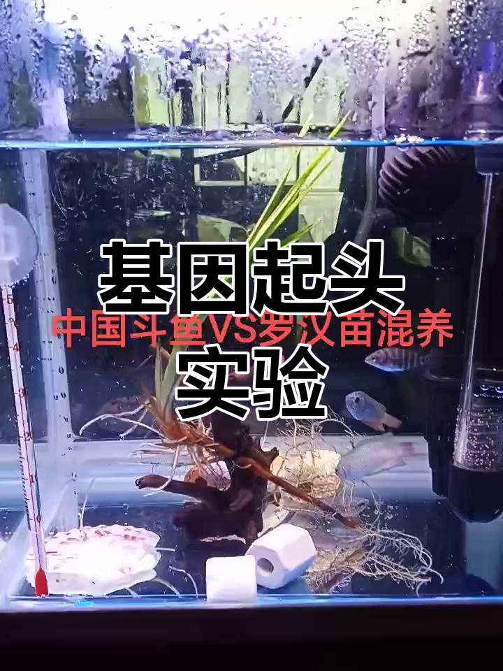 小罗汉鱼与蓝叉斗混养,观察基因是否决定起头