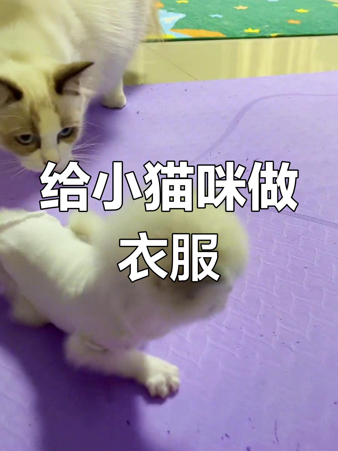 小猫咪的DIY衣服,快来一起动手做!
