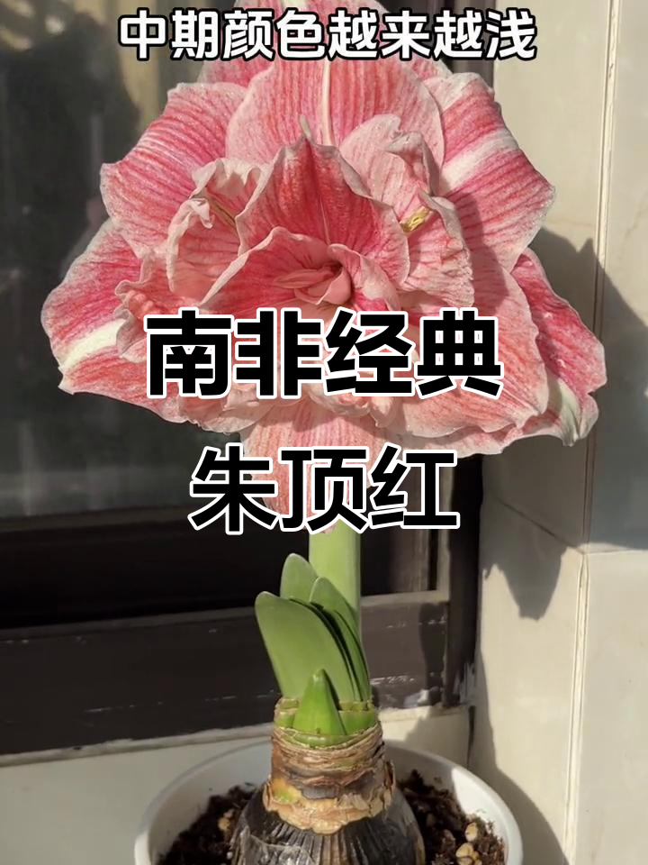 初恋朱顶红,温柔花型,持久绽放,南非经典品种